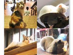 -more than meow吴止猫主题餐厅(承德 中船汇店)