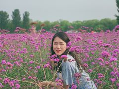 -北京东方普罗旺斯薰衣草庄园