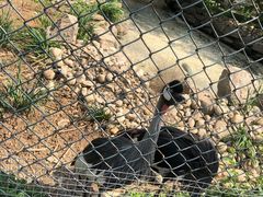 -石家庄市动物园