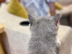 -啵啵喵·猫咖(攀华国际店)