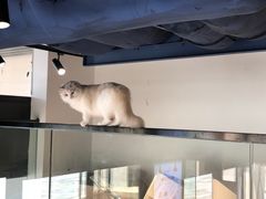 -瞄一喵猫咖(格力海岸店)