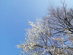 -樱桃山旅游景区