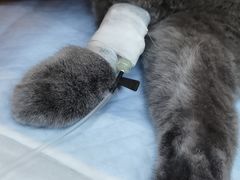 -爱侣宠医·鹦鹉专科·小型哺乳类·异宠专科(灵石路店)