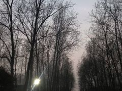 -合肥滨湖国家森林公园