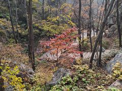 -大岭沟猕猴桃谷风景区