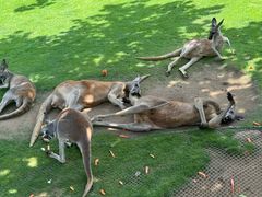 -西霞口神雕山野生动物世界