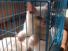 -酷豆宠物咖啡·宠物美食·撸猫馆