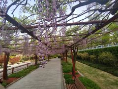 -嘉定紫藤园