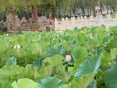 -莱西月湖公园
