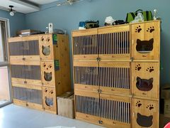 -柚子猫舍·精品猫舍购猫·猫咪认养·购宠·宠物店
