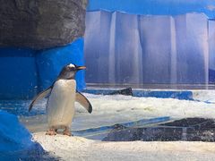 -海合安成都极地海洋公园