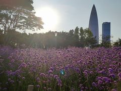 -深圳湾公园(南山区)