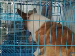 -萌兽医馆·宠物医院·猫骨科(创景店)