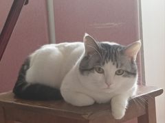 -瑞派宠物医院·犬猫全科·猫友好(宾水西道店)