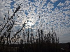 -漩门湾国家湿地公园