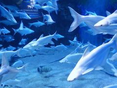 -成都浩海立方海洋公园