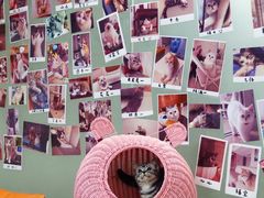 -lincat·猫舍(广州店)