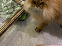 -艾贝尔宠物医院·狂犬免疫点(江山金象城店)