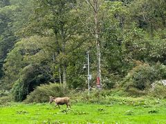 -武陵山森林公园