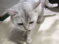 -藏猫猫咖啡主题馆(中央大道店)