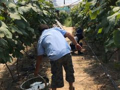 -马陆小张葡萄园农家乐