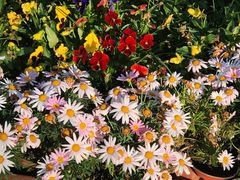 -合肥滨湖国家森林公园