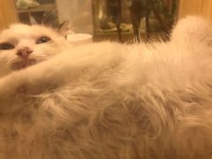 -屋虎猫馆(宝安大仟里店)