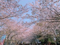 -高东镇樱花园
