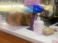 -滚猫咖啡·猫咖·猫友好撸猫(未来城店)
