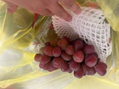 -马陆小张葡萄园农家乐