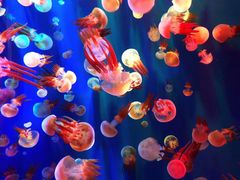 -成都浩海立方海洋公园