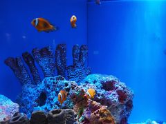 -上海海洋水族馆