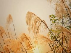 -重庆彩云湖湿地公园