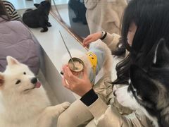 -共舞时光猫咖·狗咖(新街口店)