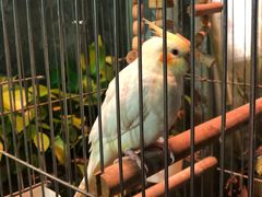 景观位-more than meow吴止猫主题餐厅(承德 中船汇店)