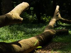 -南宁良凤江国家森林公园