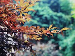 -莫干山风景区