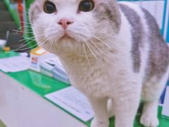 -瑞派动物医院·猫专科·至诚(江南中分院)