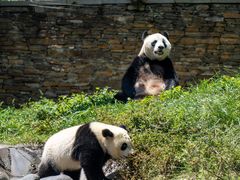 -卧龙中华大熊猫苑神树坪基地