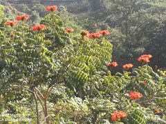 -火炉山森林公园