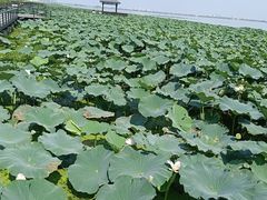 -渔娘蟹庄(阳澄湖莲花岛店)