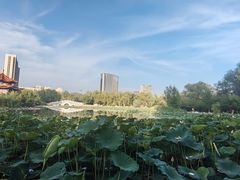 -青城公园