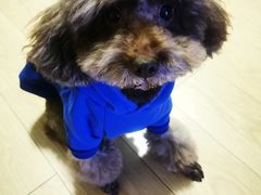 -PETKIT小佩宠物·低压洗护(国顺东路店)