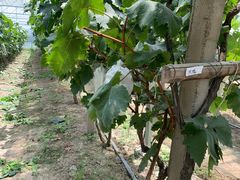 -马陆小张葡萄园农家乐