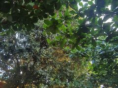 -侯臣咖啡文化村