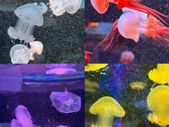 -欢乐海岸海洋奇梦馆