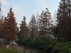 -重庆彩云湖湿地公园