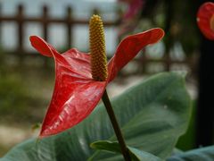 -上海鲜花港