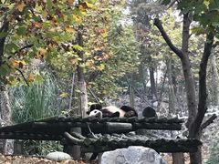 -都江堰中华大熊猫苑