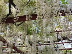 -嘉定紫藤园